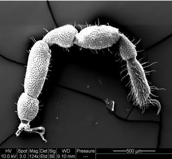 Media type: image; Invertebrate Zoology 134641